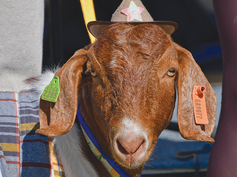 Vincent Van Goat appears thrilled with his second place win.