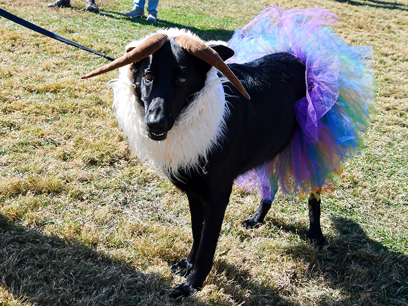 Timber the dog hopes his outfit is goat-like enough to enter the pageant. 