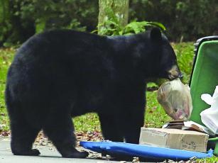 Attractants, such as household garbage, are the main cause of food-conditioned bears that need to be euthanized or relocated. (The Associated Press photo)