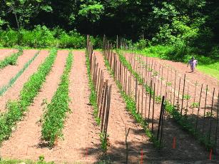 Walden Martin’s 1-acre garden near his home in the New Hope community features a 100-foot row of beans laid out with a string to keep them straight.