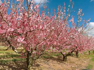 Peach trees are shown in bloom at R&A Orchards, one of several local peach growers hoping recent freeze events won’t prevent them from having a good crop.