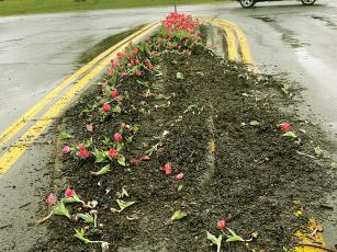 The median at Old Highway 5 and Progress Road had been planted with tulips before recently being run over twice in the same week. The spot, which Maddie Mullis decorates differently each season, has since been repaired. 