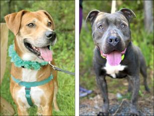 Brownie, left, and Ty-Ty, right, were recently adopted by Gilmer Animal Shelter volunteers who’ve previously worked closely with the two dogs that were scheduled to be put down. 