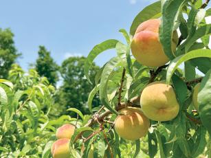 Peaches, like these at Penland’s Orchard, are about ready to be picked by local growers. It appears that March freeze events did thin, but did not decimate the local peach crop. 