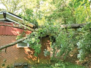 This oak tree measuring 20 inches in diameter fell on the bedroom where Martha Wheeler was sleeping; there was neither storm nor wind at the time. (Contributed photo)