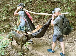 Two unidentified hikers help carry Prince, an exhausted 100-pound golden retriever, back from a long hike to Panther Creek Falls in Habersham County. Members of local outdoor activity group Stay Active Friends of Ellijay also assisted in the dog carrying team effort. (Contributed photo)